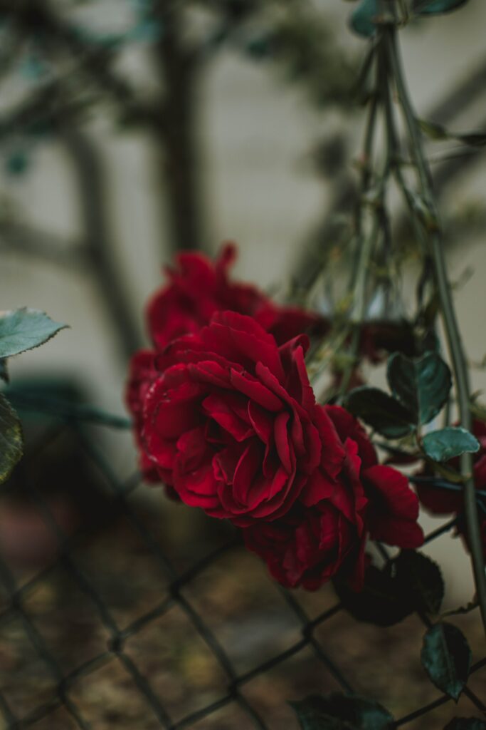 Vivid Red Rose in Bloom with Rustic Fence Background Wallpaper