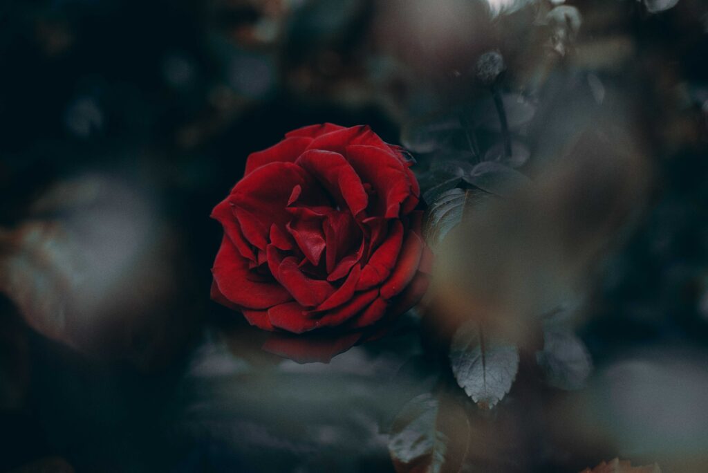 Vivid Red Rose Wallpaper: Stunning Contrast in Soft Background