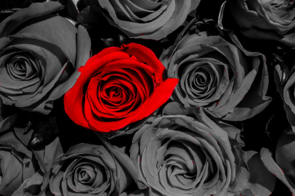 Stunning Red Rose Against Gray-Toned Roses: Dramatic Wallpaper