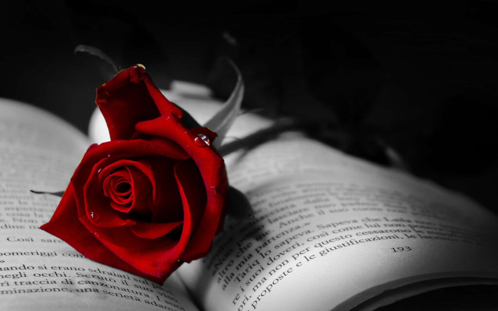 Vivid Red Rose on Open Book - Striking Monochrome Background Wallpaper
