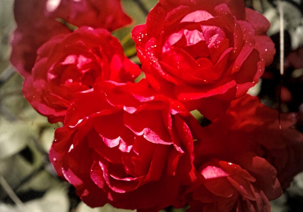 Vivid Red Roses Wallpaper: Captivating Elegance & Morning Dew