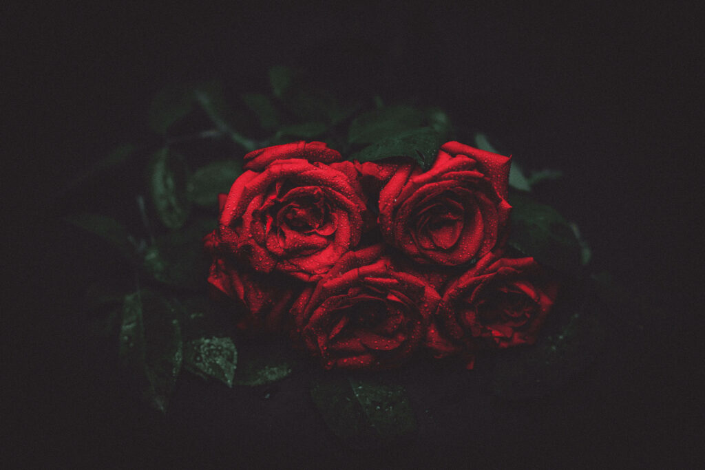 Vivid Red Roses with Dewdrops on Elegant Black Background Wallpaper