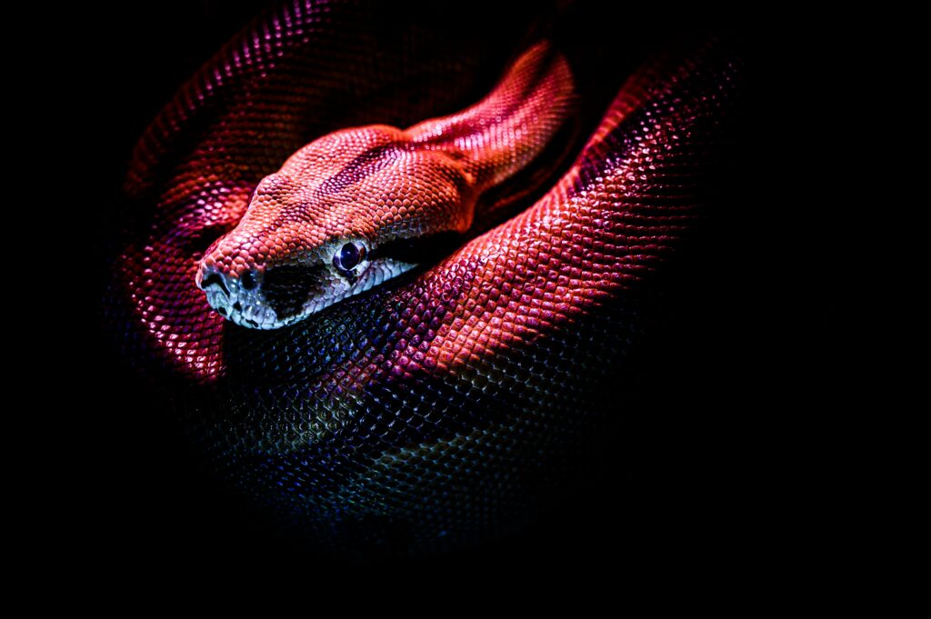 Red Snake Coiled Wallpaper: Striking Reptile Art for Enthusiasts