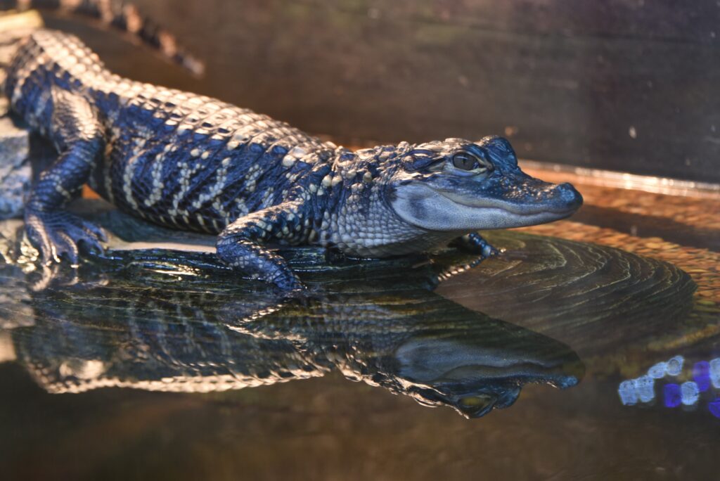 Vivid Reptile Wallpaper: Scales & Reflection in Water Background