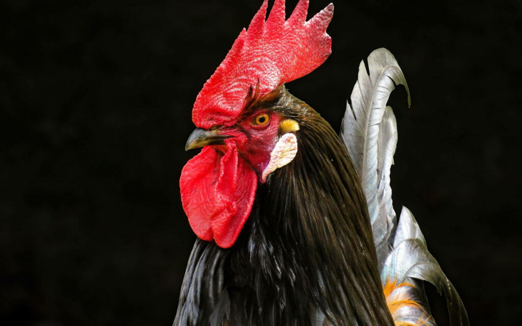 Vivid Rooster Wallpaper: Bold Red Comb on Sleek Black Background