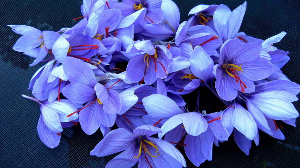 Vivid Saffron Crocus Flowers in Bloom – Stunning Dark Background Wallpaper