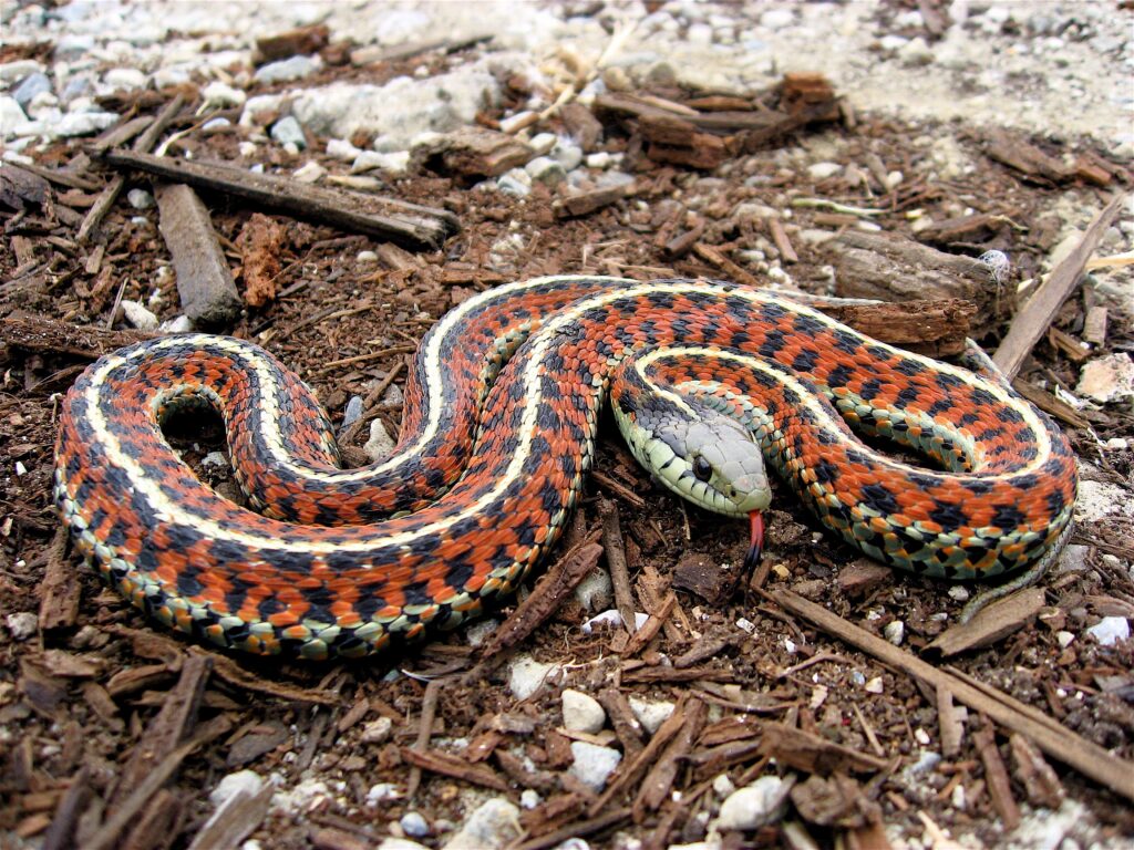 Vivid Snake Wallpaper: Intricate Patterns & Dynamic Aggression
