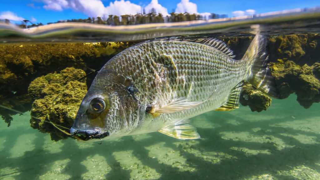 Split view of silver bream fish underwater with clear turquoise water rocky algae and blue sky Wallpaper