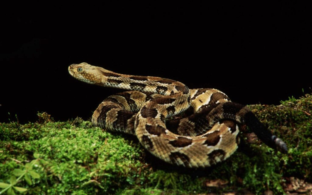 Spotted Snake on Lush Grass: Intricate Wallpaper Design