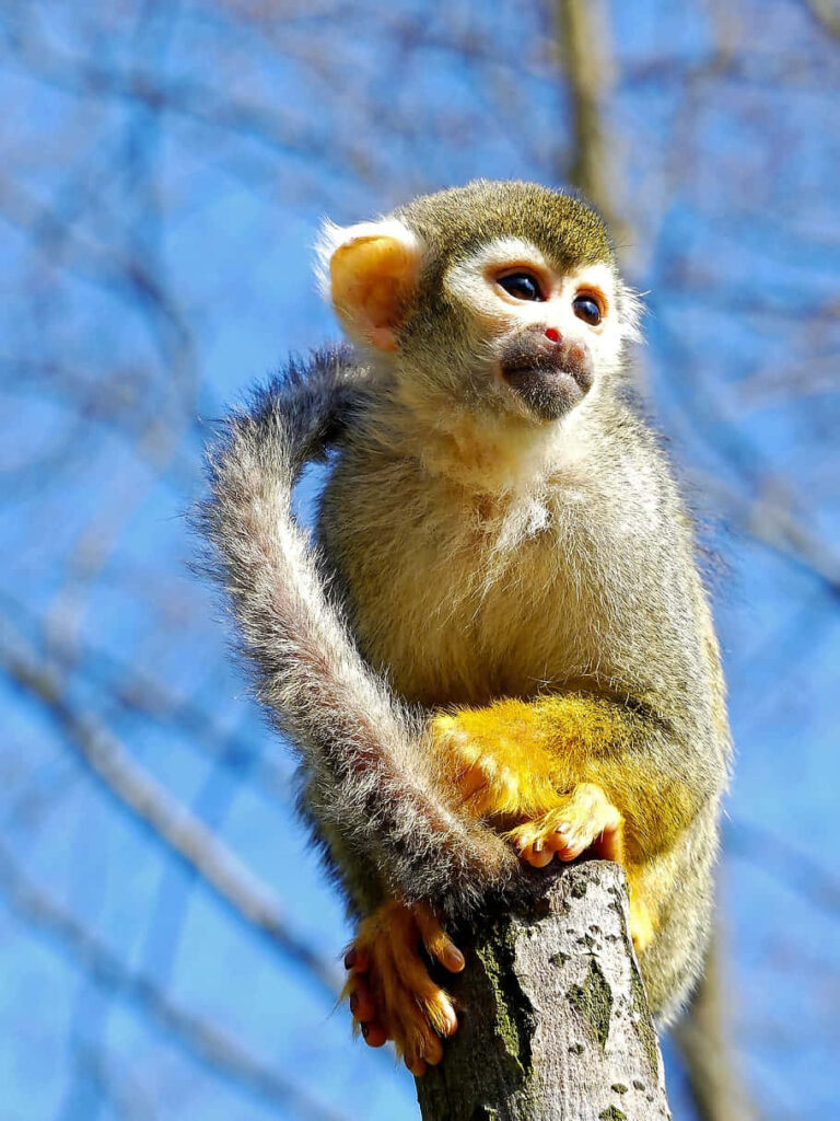 Vivid Squirrel Monkey on Tree Branch against Blue Sky Wallpaper