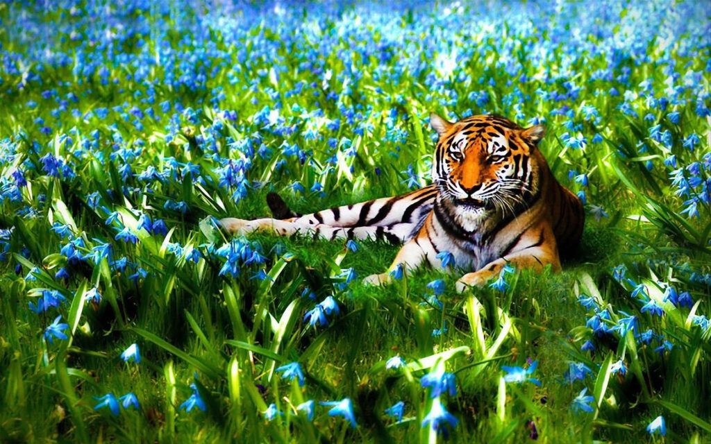 Striking Tiger Wallpaper: Serene Jungle Scene with Blue Flowers