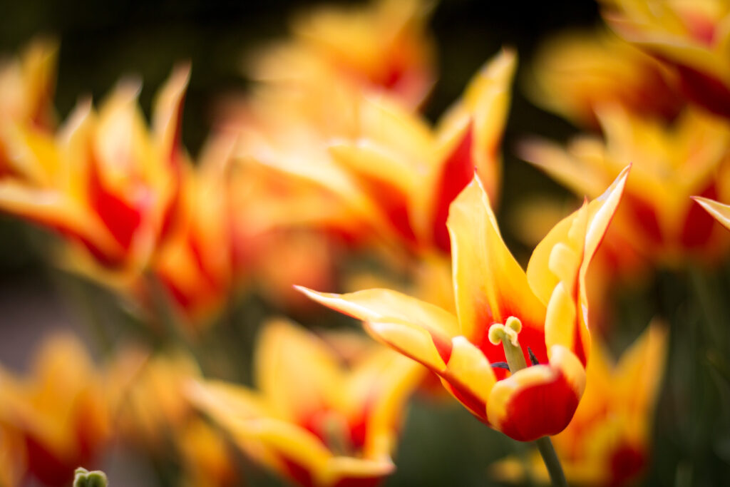 Vivid Tulip Wallpaper: Sharp Petals with Soft Blur Background