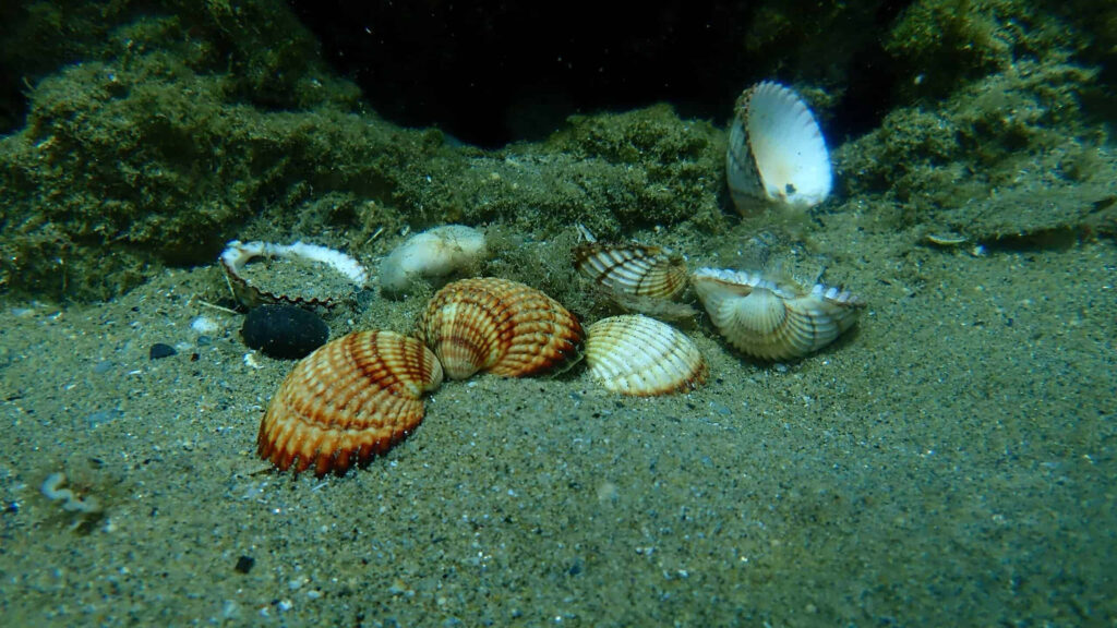 Underwater wallpaper showing colorful cockle shells on sandy seabed with rocks and marine plants