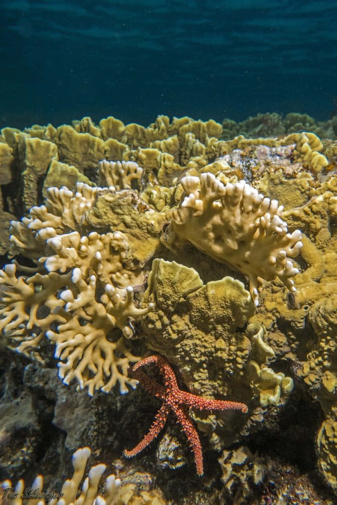 Bright spotted starfish on textured yellow coral reef vibrant underwater marine wallpaper background