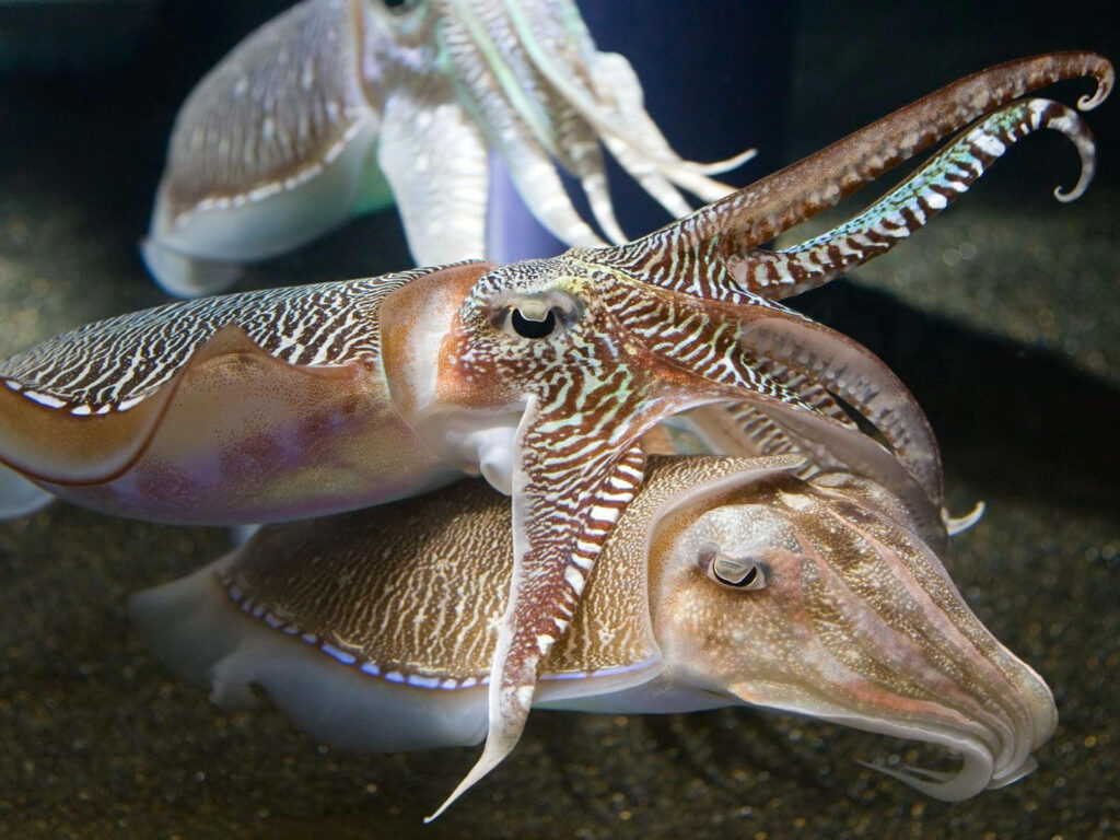 Vivid Underwater Wallpaper: Elegant Pharaoh Cuttlefish Display