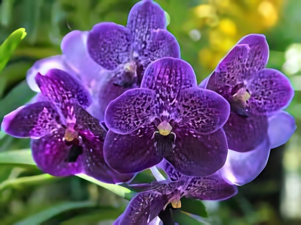 Vivid Violet Orchid Wallpaper with Intricate Patterns & Green Background