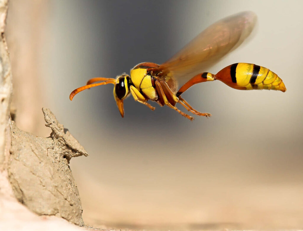 Vivid Wasp Wallpaper: Stunning Close-Up of Yellow Black Stripes