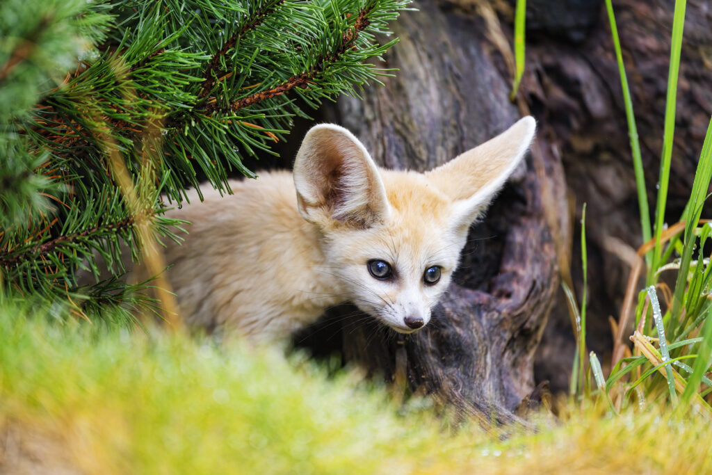 Fennec Fox Nestled in Tree Bark: A Wildlife Scene of Nature Wallpaper