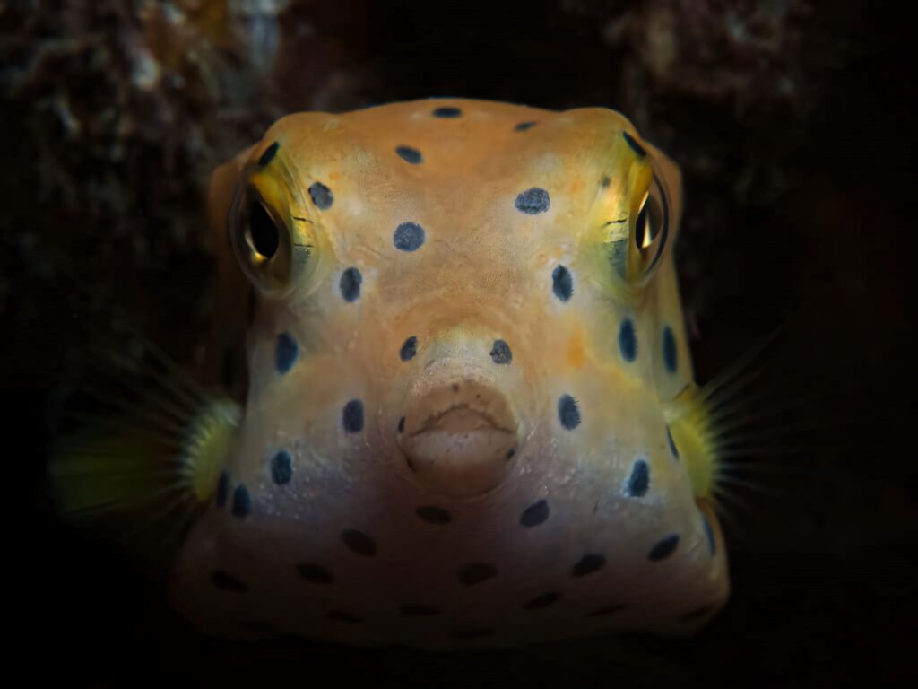 Close-up of vivid yellow spotted boxfish with black spots in dark underwater background wallpaper