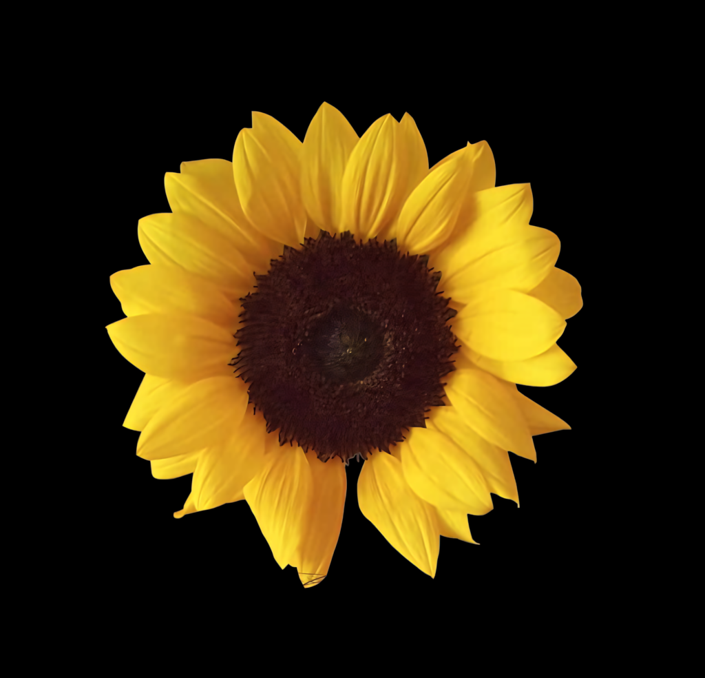 Vivid Sunflower Against Black Background: A Burst of Natural Beauty Wallpaper