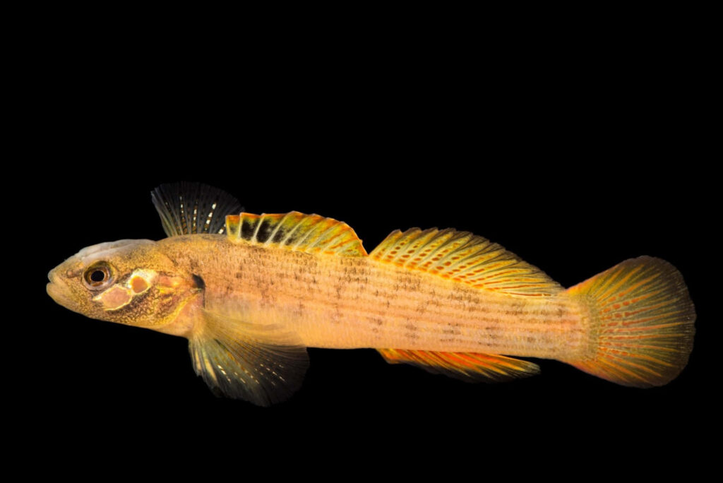 Vivid yellow-finned darter fish with detailed scales on deep black minimalist wallpaper background