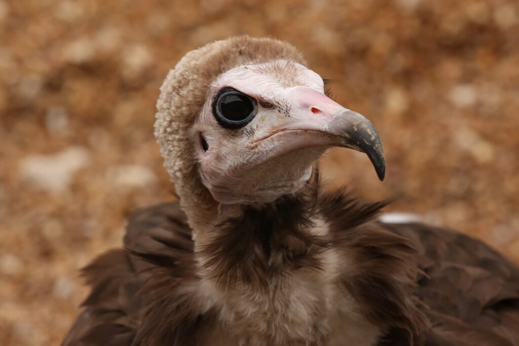 Close-Up Vulture Wallpaper: Sharp Beak & Intense Gaze Background