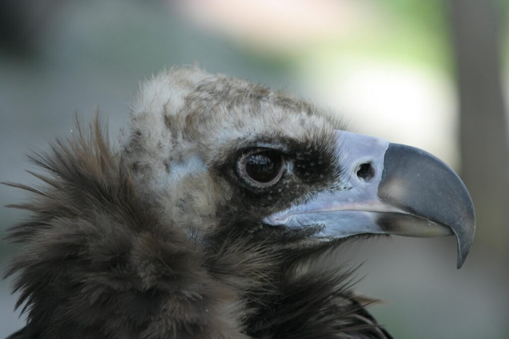 Vulture Close-Up: Sharp Beak & Eye Highlighted with Soft Background Wallpaper