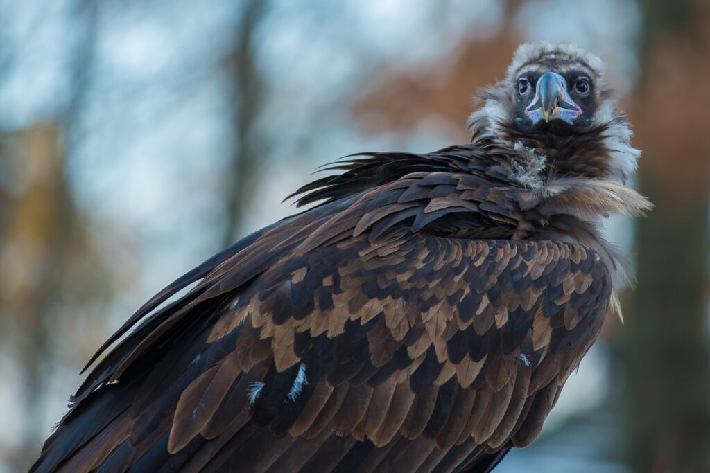 Majestic Vulture Wallpaper: Captivating Nature Background