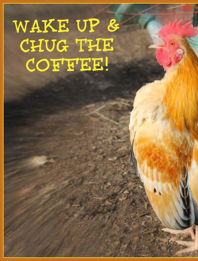 Fun Chicken Wallpaper: Wake Up & Chug the Coffee! Energize Your Space!