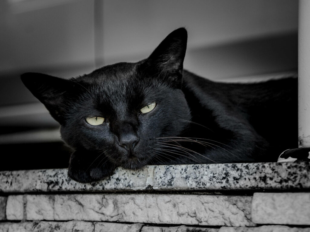 Awakening Urban Feline: A Black Cat Emerges from a Stone Wall Wallpaper