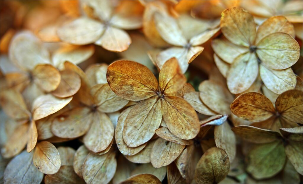 Close-Up Dried Hydrangea Wallpaper: Warm Autumn Textures & Beauty