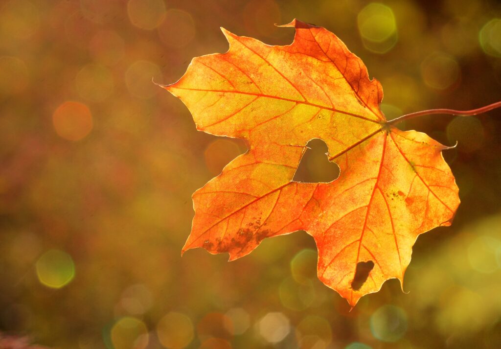 Vibrant autumn maple leaf with heart cutout glowing in orange and yellow on golden background Wallpaper