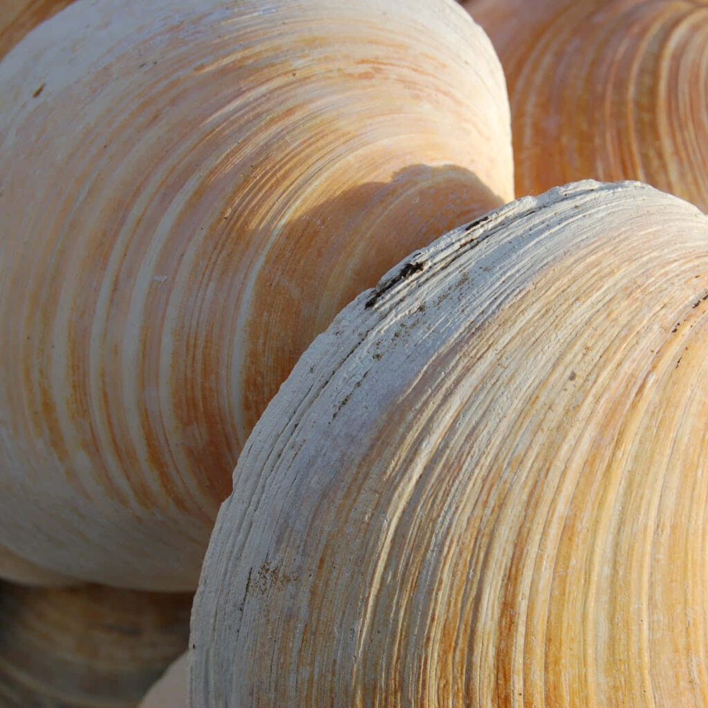 Close-up of smooth overlapping beige clam shells with natural curves and sandy textures wallpaper