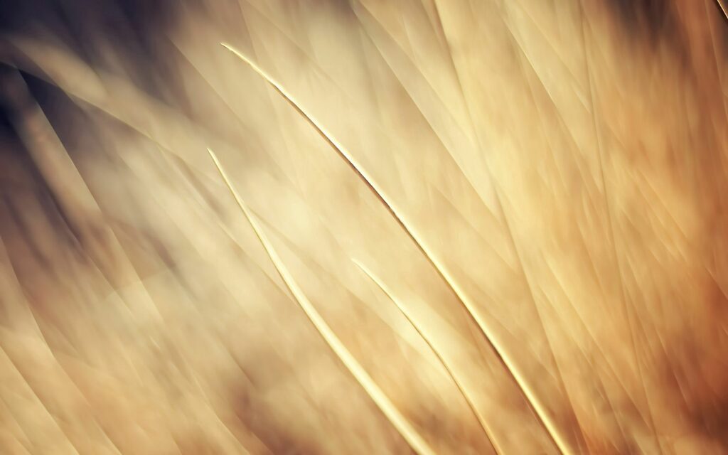 Warm Golden Abstract Wallpaper – Soothing Gradient Background 2560x1600