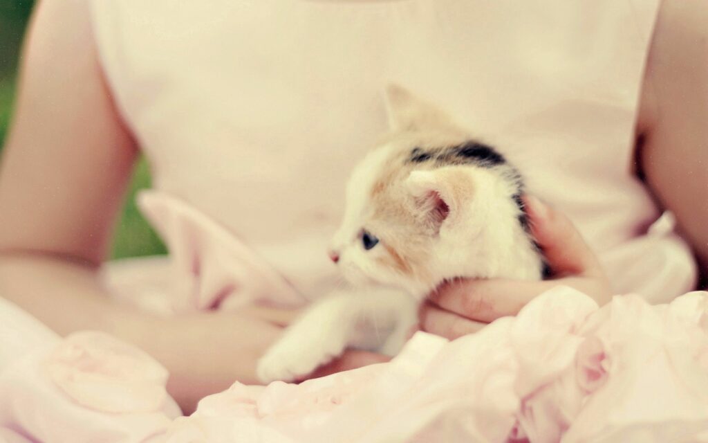 Cozy Kitten Wallpaper: Tender Spotted Kitty in Caring Hands