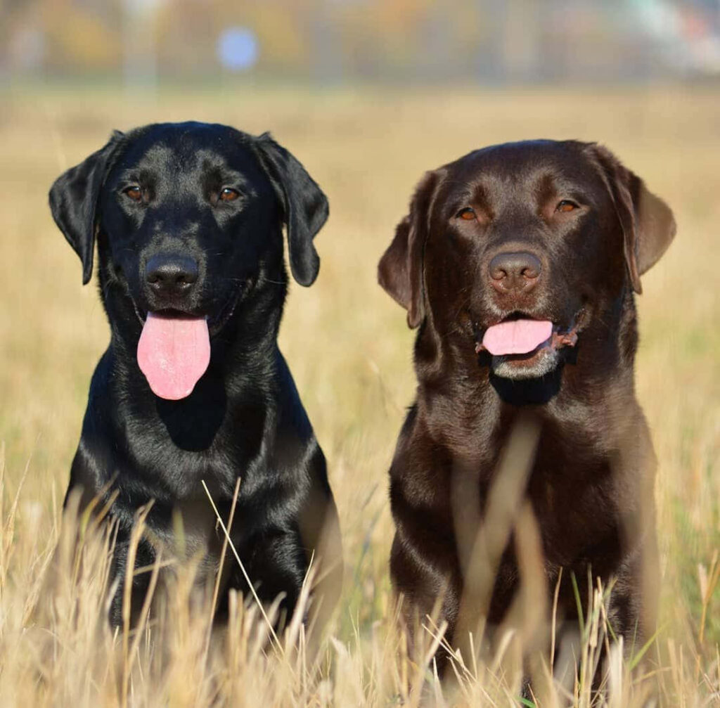 Warm Labrador Retrievers in Golden Field Wallpaper Background