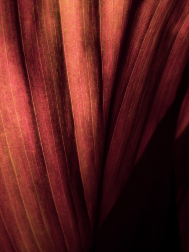 Macro Leaf Close-Up: Textured Stripes in Warm Moody Lighting Wallpaper