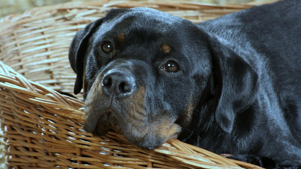 Close-Up Rottweiler Resting: Warm Dog Lover’s Wallpaper Background