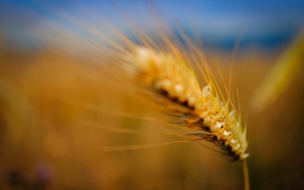 Golden Wheat Close-Up Wallpaper: Serene Nature Background