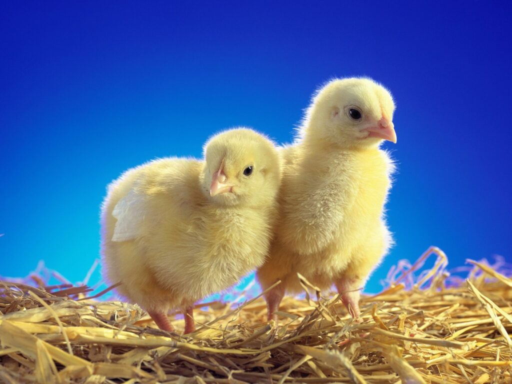 Charming Yellow Chicks Nestled on Straw - Vibrant Blue Wallpaper