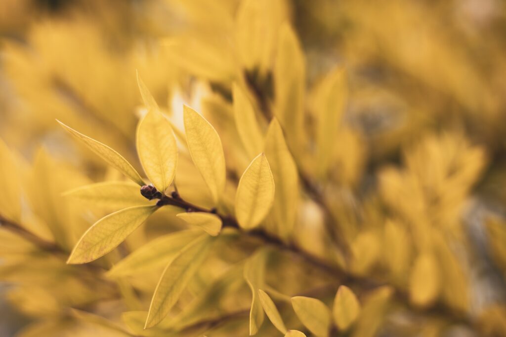 Soft Focus Yellow Leaves: Warm Natural Wallpaper Background