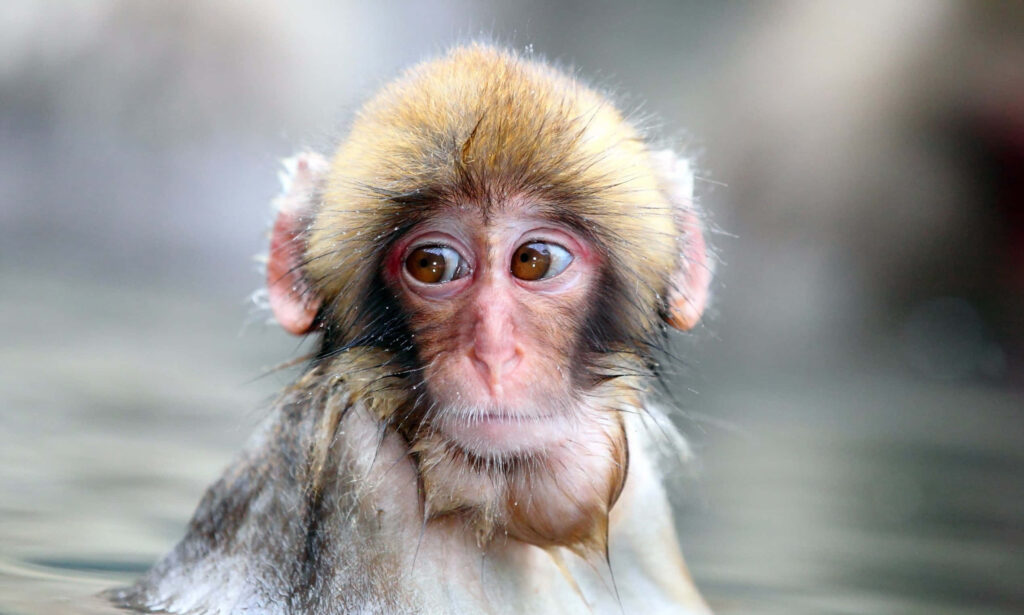 Adorable Barbary Macaque Soaks in Hot Springs Wallpaper