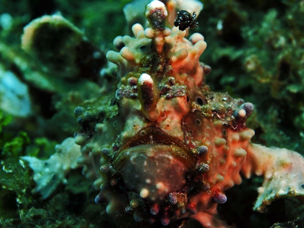 Macro shot of camouflaged Warty Frogfish with red brown textured skin and fishing lure underwater Wallpaper