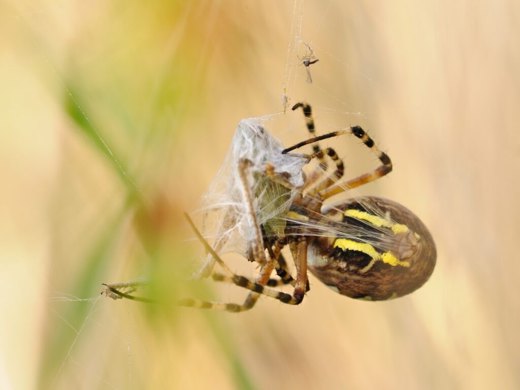 Wasp Spider Web Wallpaper: Detailed Argiope Bruennichi Background