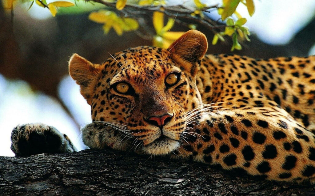 Watchful South African cheetah with golden eyes and black spots on tree branch wildlife wallpaper