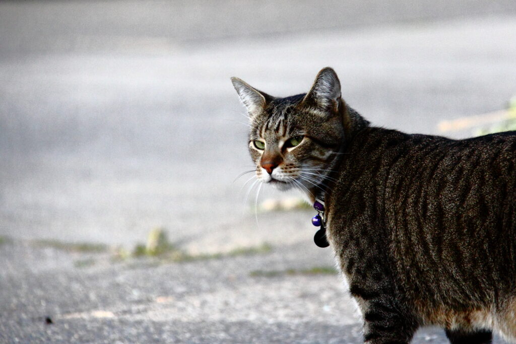 Alert Tabby Cat on Pavement - Focused Gaze Wallpaper Background