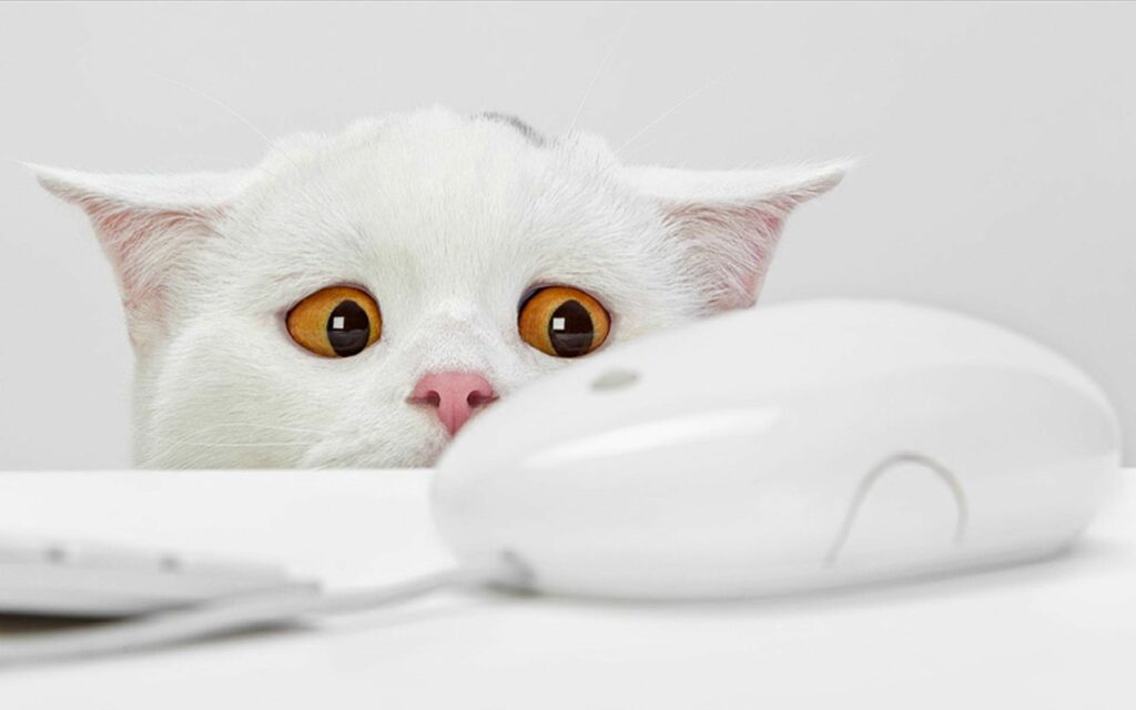 Curious White Cat Watches Computer Mouse in Brightly Lit Scene Wallpaper