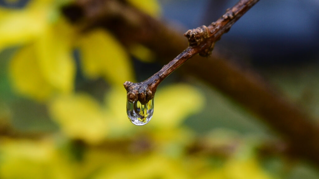 Macro Water Droplet on Branch - Soft Yellow Green Wallpaper