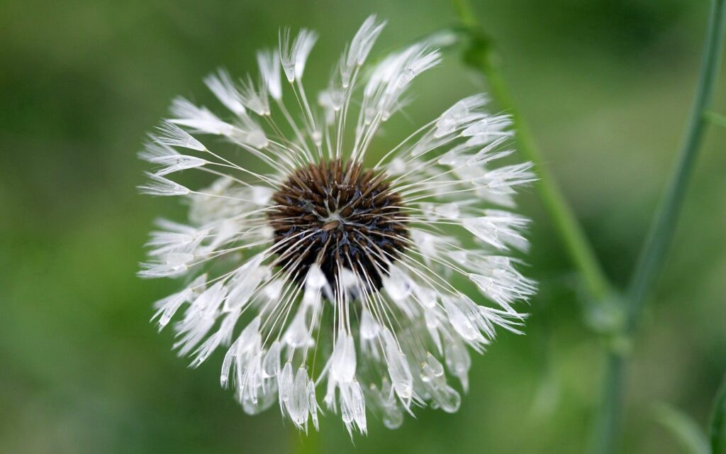 Delicate Dandelion Close-Up with Water Droplets - Soft Green Wallpaper