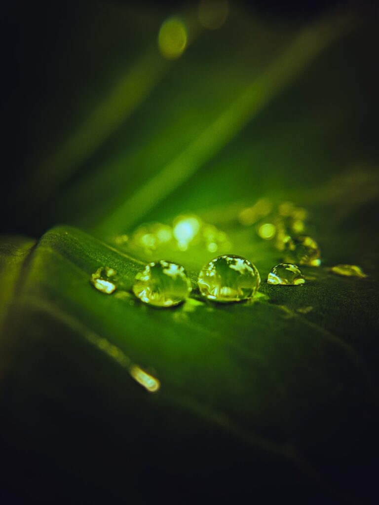 Serene Macro Shot: Water Droplets on Dark Green Leaf Wallpaper